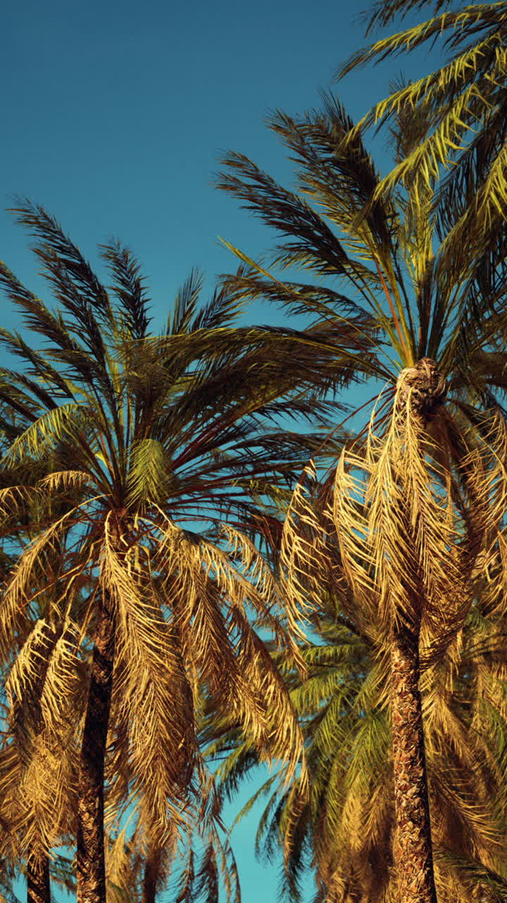 palmeras al atardecer