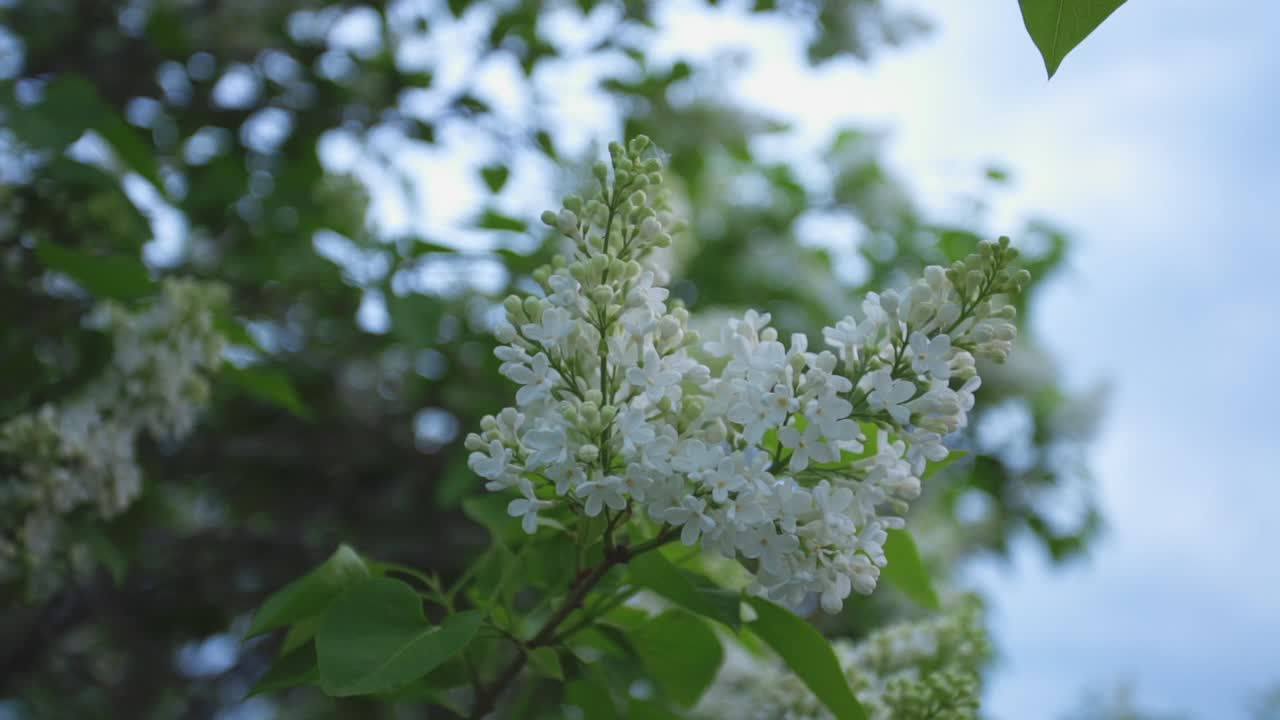las lilas blancas en flor