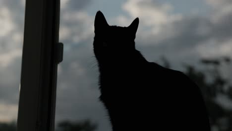 Eine-Katze-Sitzt-Auf-Der-Fensterbank---Nahaufnahme