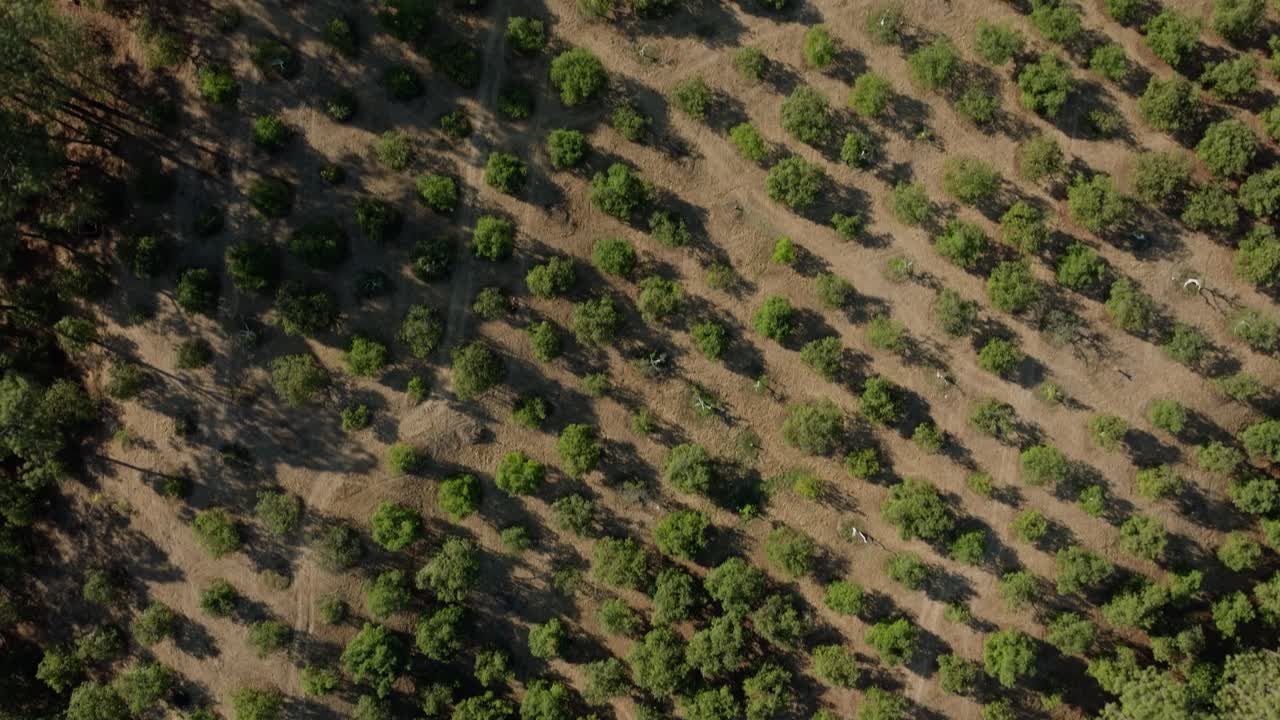 vista desde arriba de los árboles de aguacate cerca de tancitaro en méxico