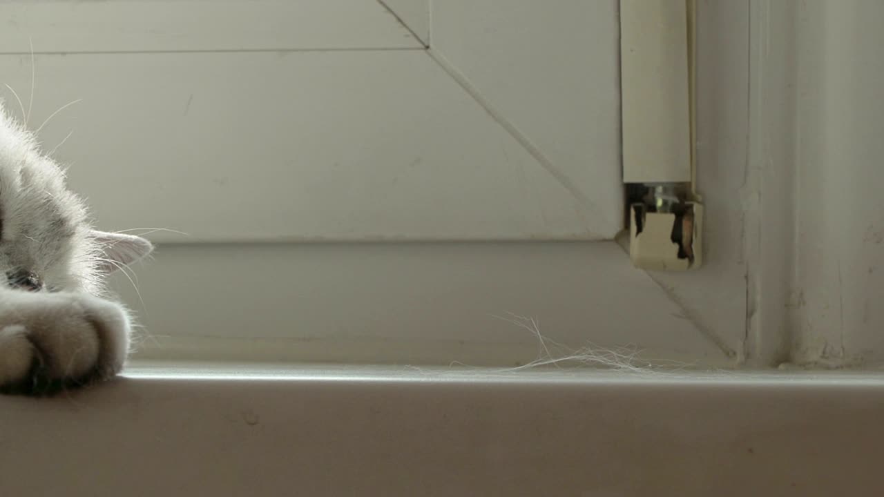 concepto de pelo de gato como fuente de alergia. medicamento para alergias, gato británico y muda de primavera