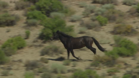 Una-Antena-De-Un-Caballo-Salvaje-Corriendo