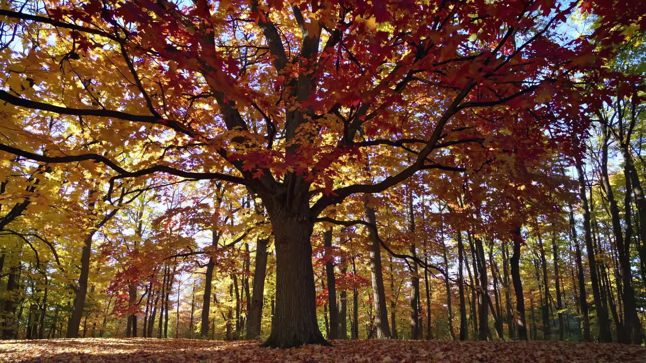A low-angle video shot captures a majestic tree with vibrant autumn leaves, showcasing the beauty