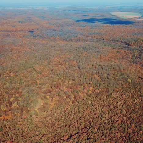 autumn forest landscape from a height. beauty of nature. aerial view. camera motion forward