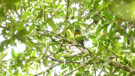 pequeño pájaro con pecho verde se camufla entre hojas de árbol