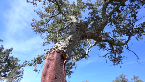 Tiro-De-Alcornoque-Bajo-El-árbol-Y-Mirando-Hacia-Arriba