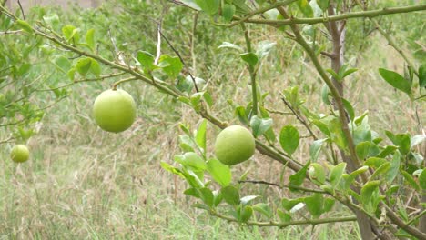 lime tree with fruits closeup