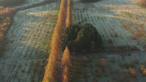 Revelación-Aérea-De-Metasequoia-Namiki,-Fría-Mañana-De-Otoño-En-Japón