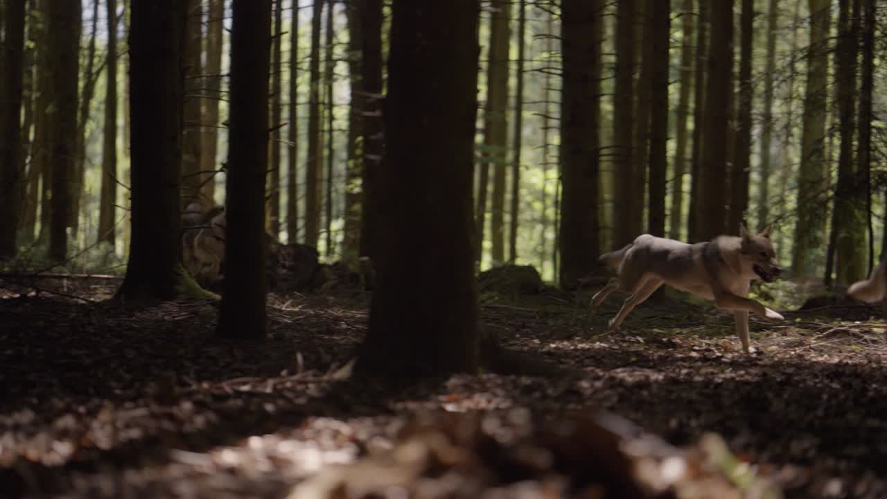 un grupo de perros lobo corriendo por el bosque