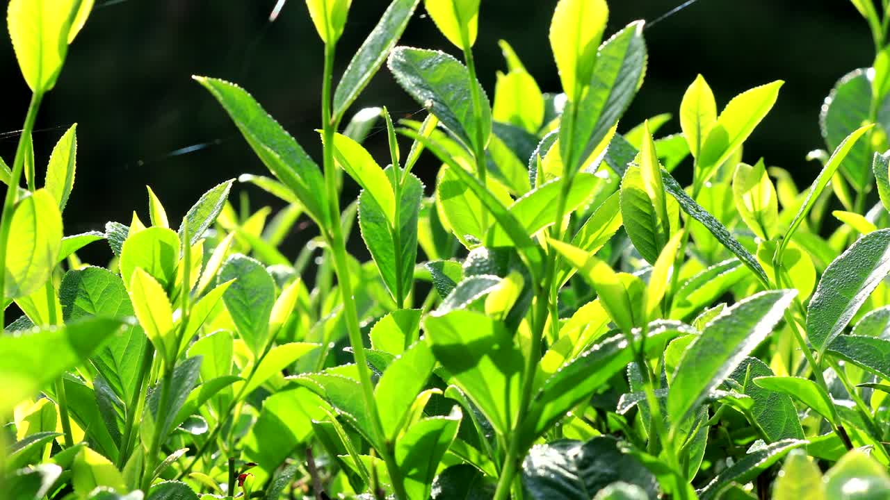 Growing green tea plants in spring mountains