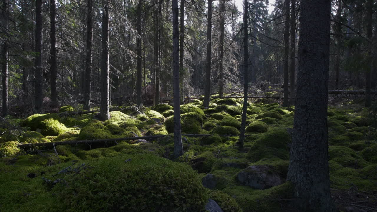 Wide angle view of old mossy boreal taiga forest Without People, dolly jib shot