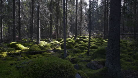 wide angle view of old mossy boreal taiga forest without people, dolly jib shot