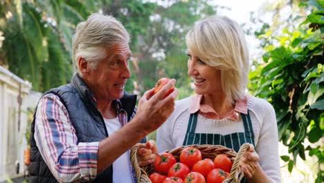 mature couple checking tomatoes