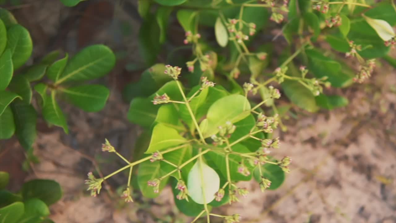 cerca del crecimiento verde en la playa