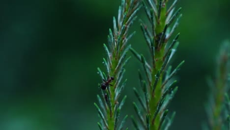 macro shot of wild black ant climbing in green fir branch of tree in forest