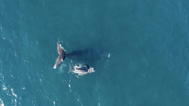 Whale mother with baby calf swimming in blue ocean