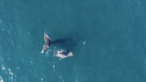 whale mother with baby calf swimming in blue ocean