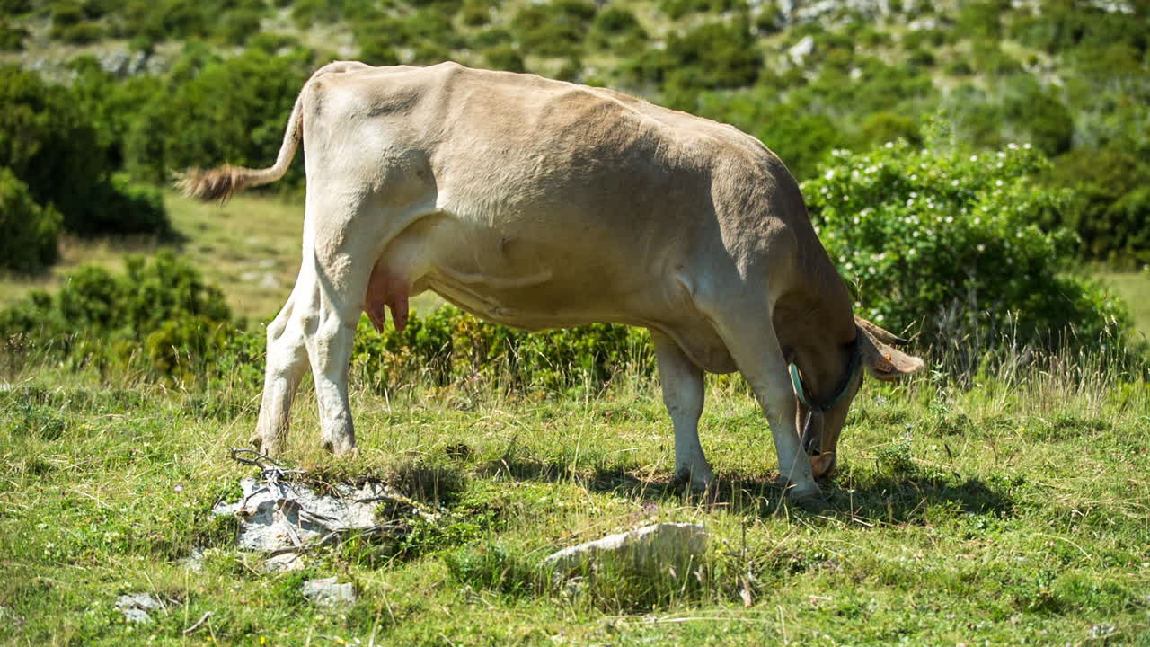페드라포르카 소 01