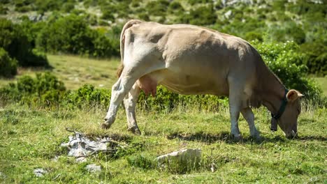 Pedraforca-Cows-01