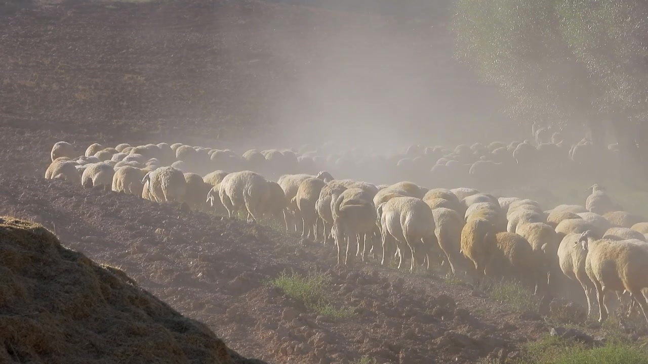 Rebanho de Ovelhas Caminhando por Campo Empoeirado