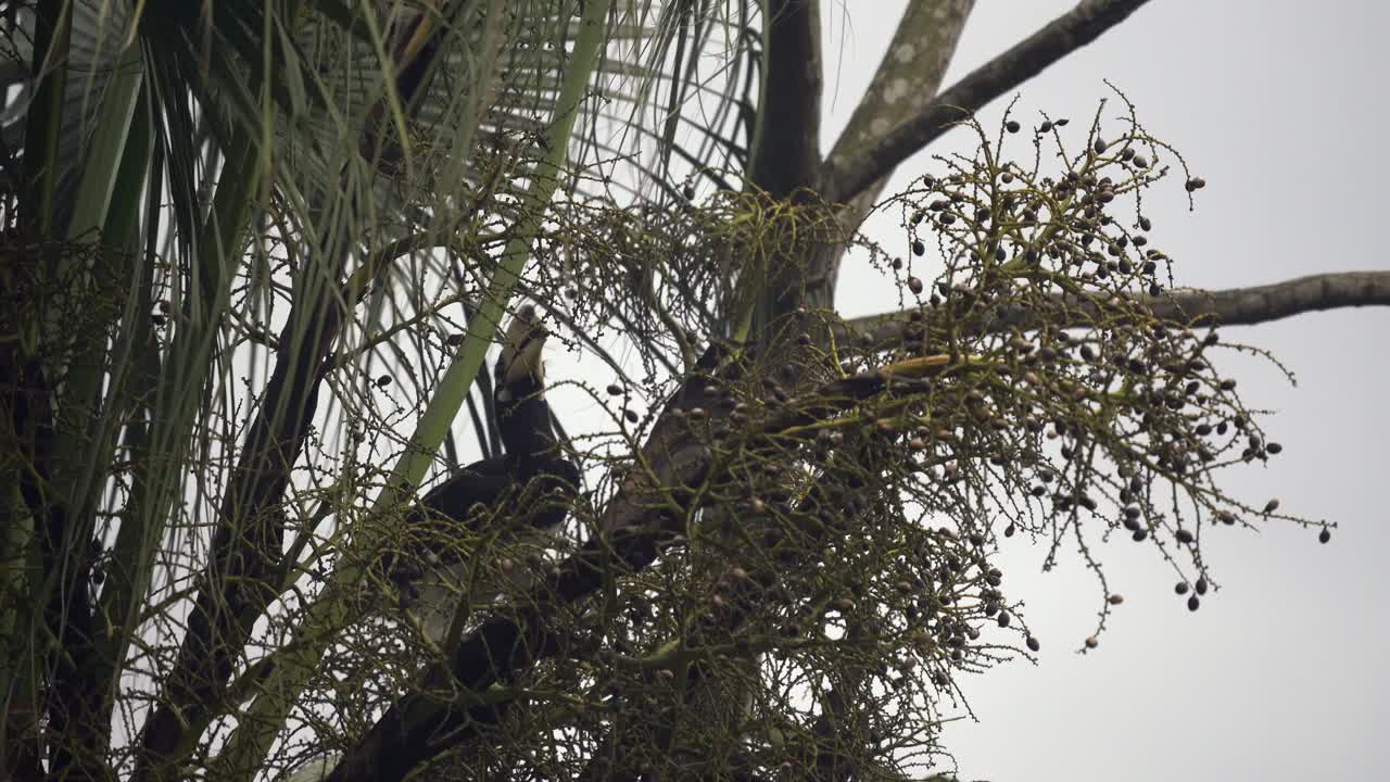 un cálao oriental alimentándose de la fruta en un árbol en una mañana nublada en el parque nacional chitwan en nepal