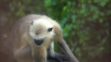 hanuman o mono de cara negra o langur está sentado en la pared