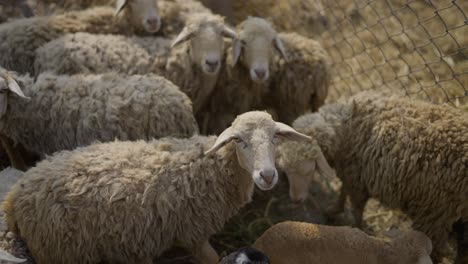 Sheep-and-lamb-in-village