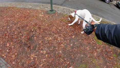 First-person-view-of-an-owner-walking-a-dog