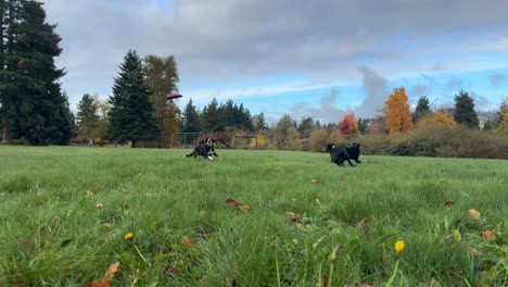 Hunde-Spielen-Frisbee-Im-Grasbewachsenen-Park