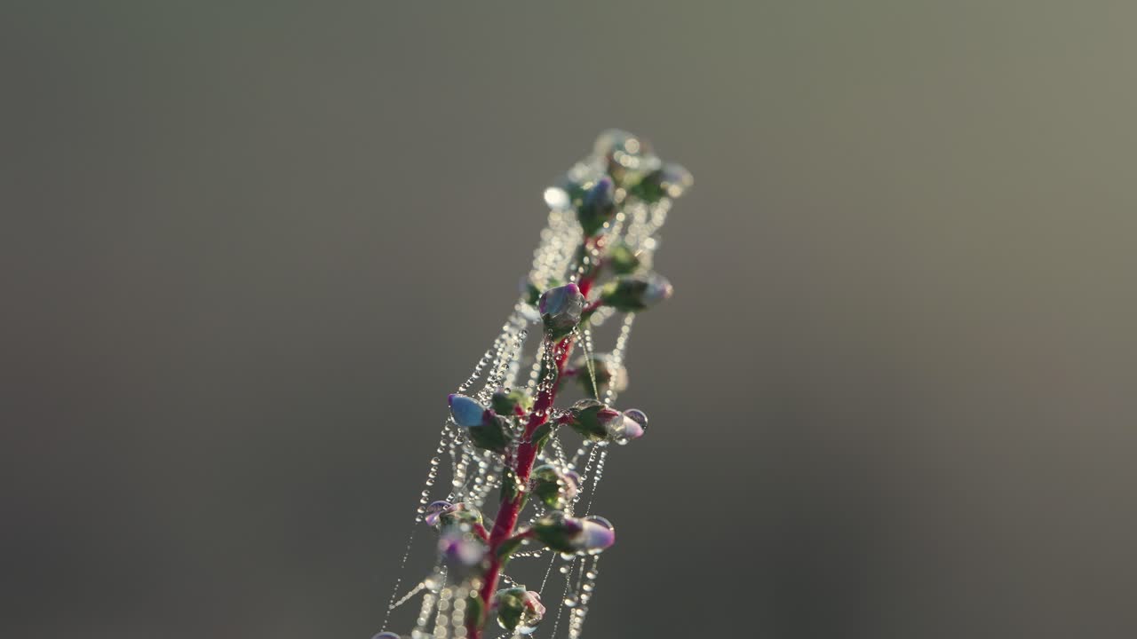 vista de las gotas de rocío de la mañana en las plantas y las correas