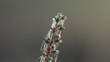 view of morning dew drops on plants and webbing