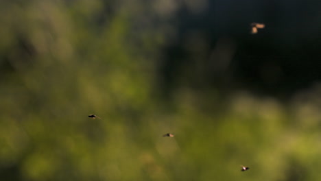 blurred flies in green vegetation