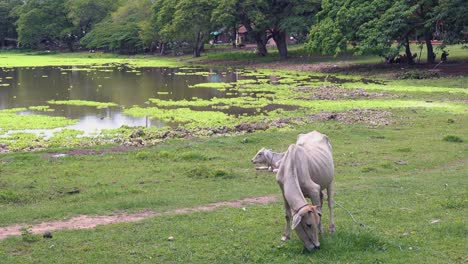 medium shot of a cow grazing next to a lake