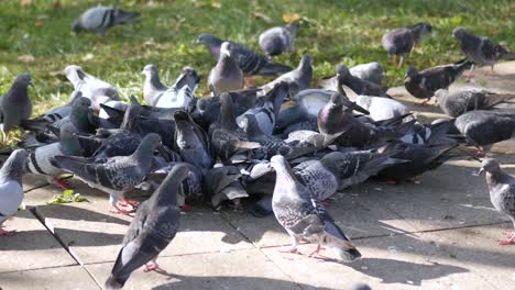 pigeons feeding on the ground