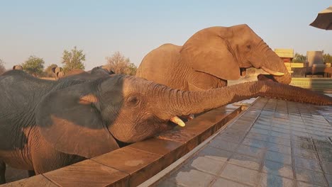 clever young african elephant stretches trunk to drink water from pool