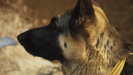 Close-Up-Portrait-of-German-Shepherd's-Face