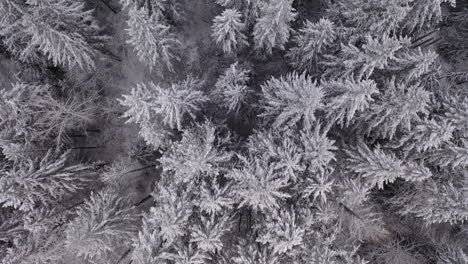 Luftaufnahme-Eines-Schneebedeckten-Gefrorenen-Waldes-Von-Oben-Nach-Unten