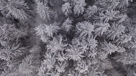 aerial top down view of a snow-covered frozen forest