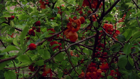 red tree flowers blossoming among green leafs in forest. tranquil floral scene.