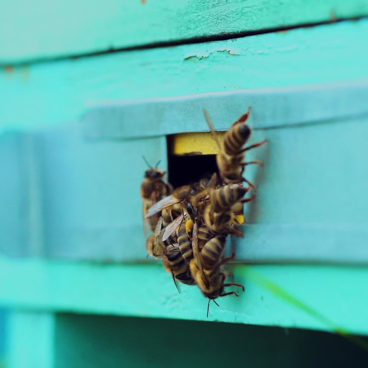 Bees at the entrance of old beehive