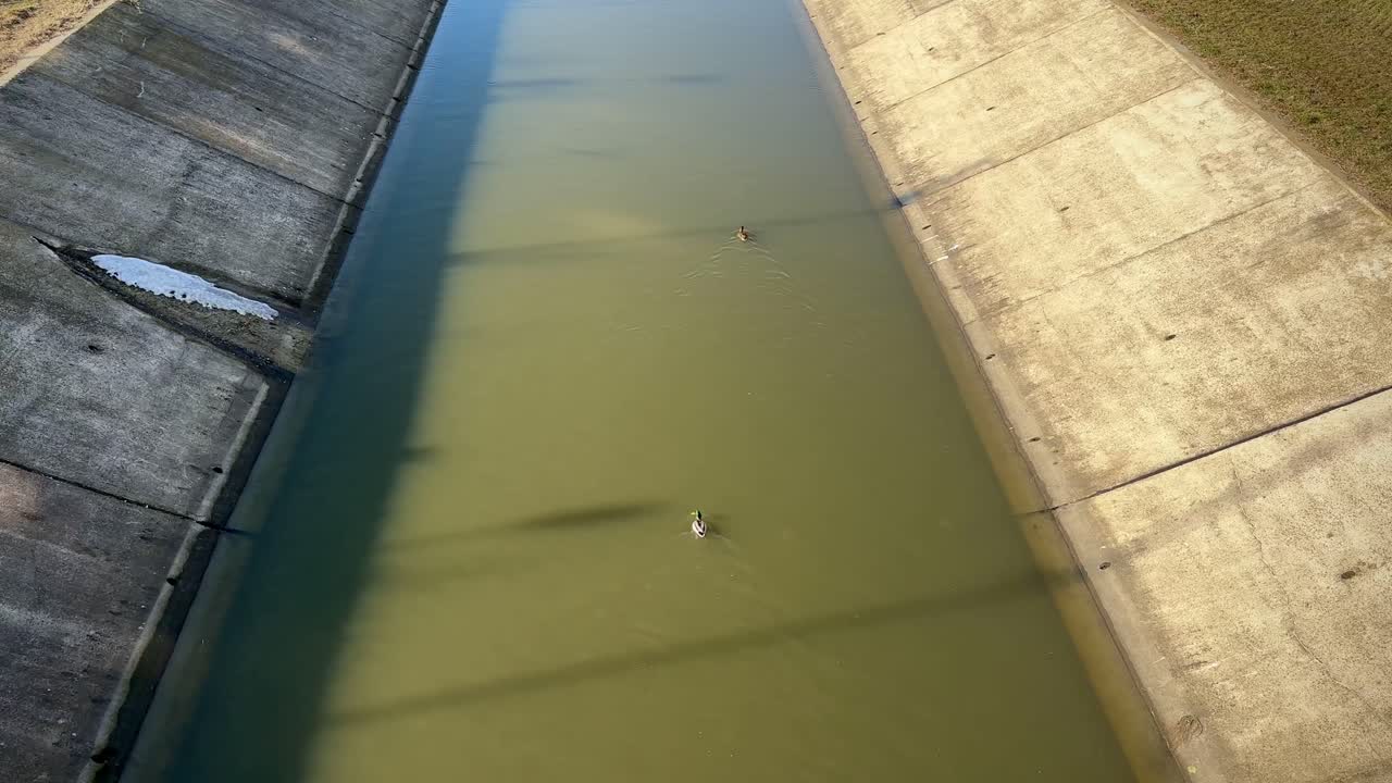 Duck swimming on Bahlui river in Iasi