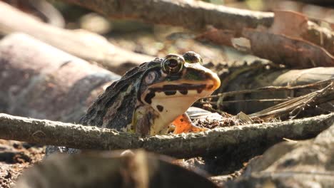 frog waiting for food - eyes