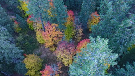 downward angle of bright colored trees on mount lemmon arizona, drone shot