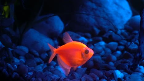 glofish tetra grabs food particle floating by