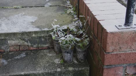 four small frozen plants in plastic pots