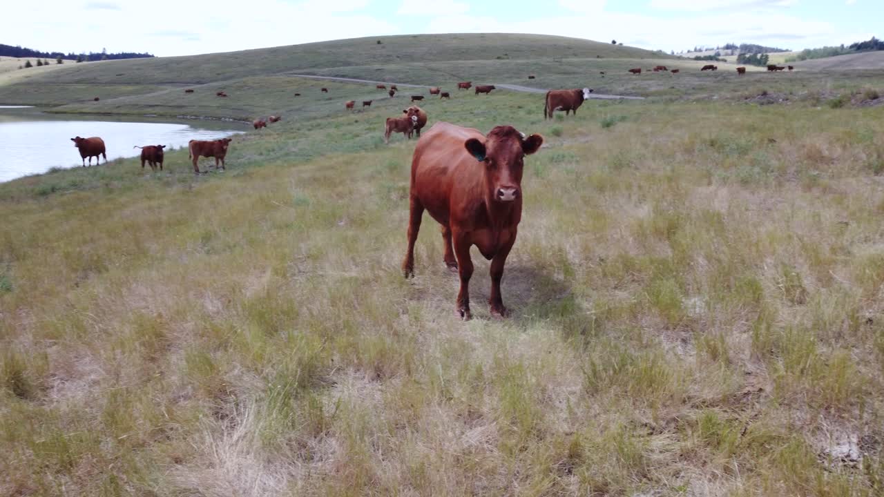 Free Range Cattle Herd of Cows Grazing Freely, Concerned Cow Spooks, Standoff | Grass Fed Beef Agriculture Farming Livestock ,Cattle Ranching | Migrating Roaming Freely, Ethical Farming | 1 of 12
