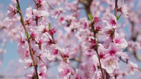 close up shot of beautiful peach tree flowers blossom bokeh blur background