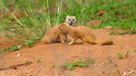 meerkats cleaning each other, tripod sho