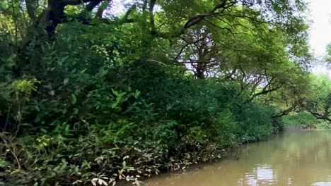 pov on a boat on a river of the sundarban mangrove forest, bangladesh, passing green bushes, amazon, dirty water