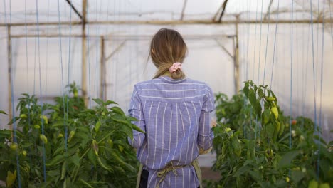 Woman-walking-with-basket-with-fresh-harvested-vegetables-at-greenhouse,-rear-view